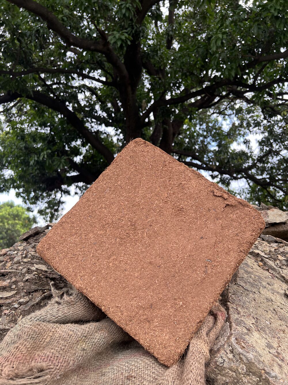 Coco Peat close-up