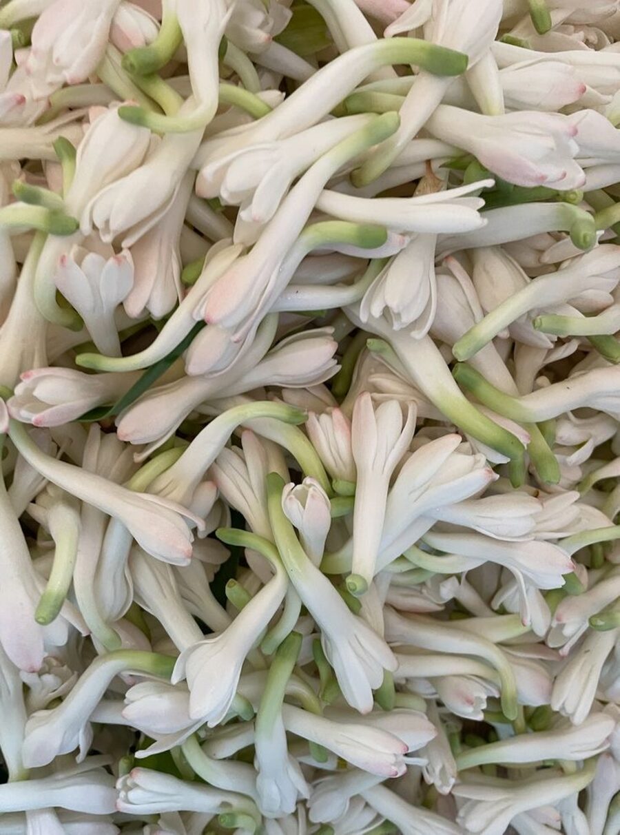 Rajnigandha tuberose flowers