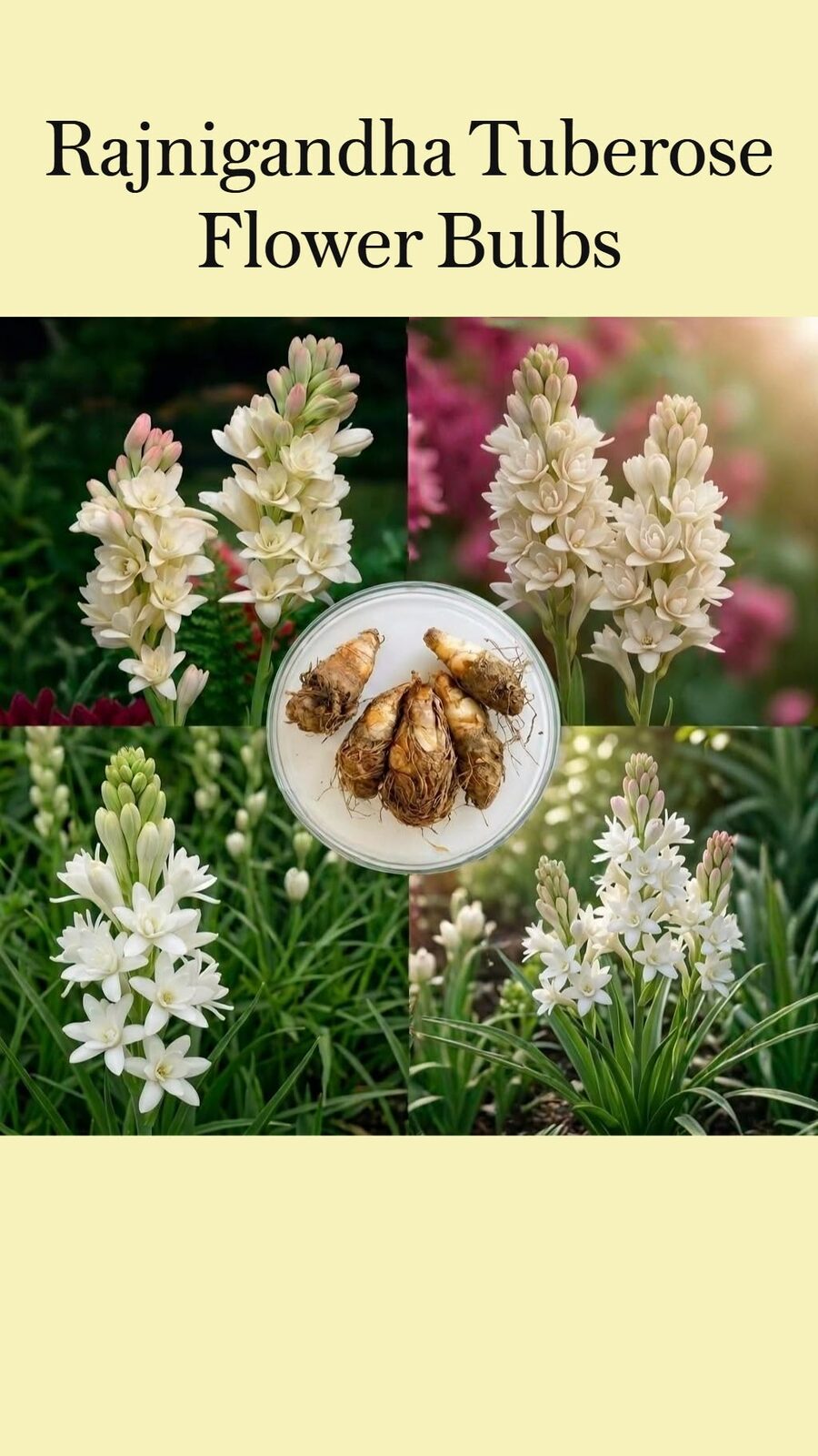 Rajnigandha bulbs