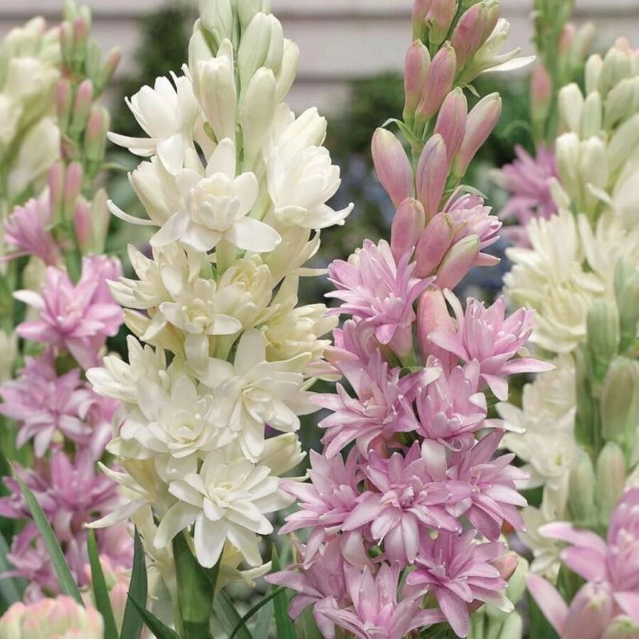 Rajnigandha in bloom
