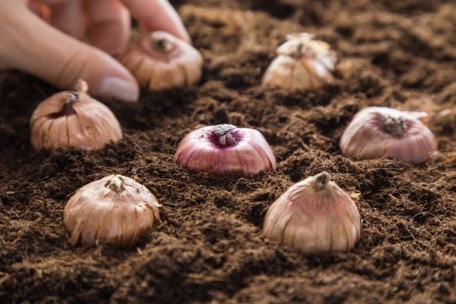 Gladiolus bulbs being planted