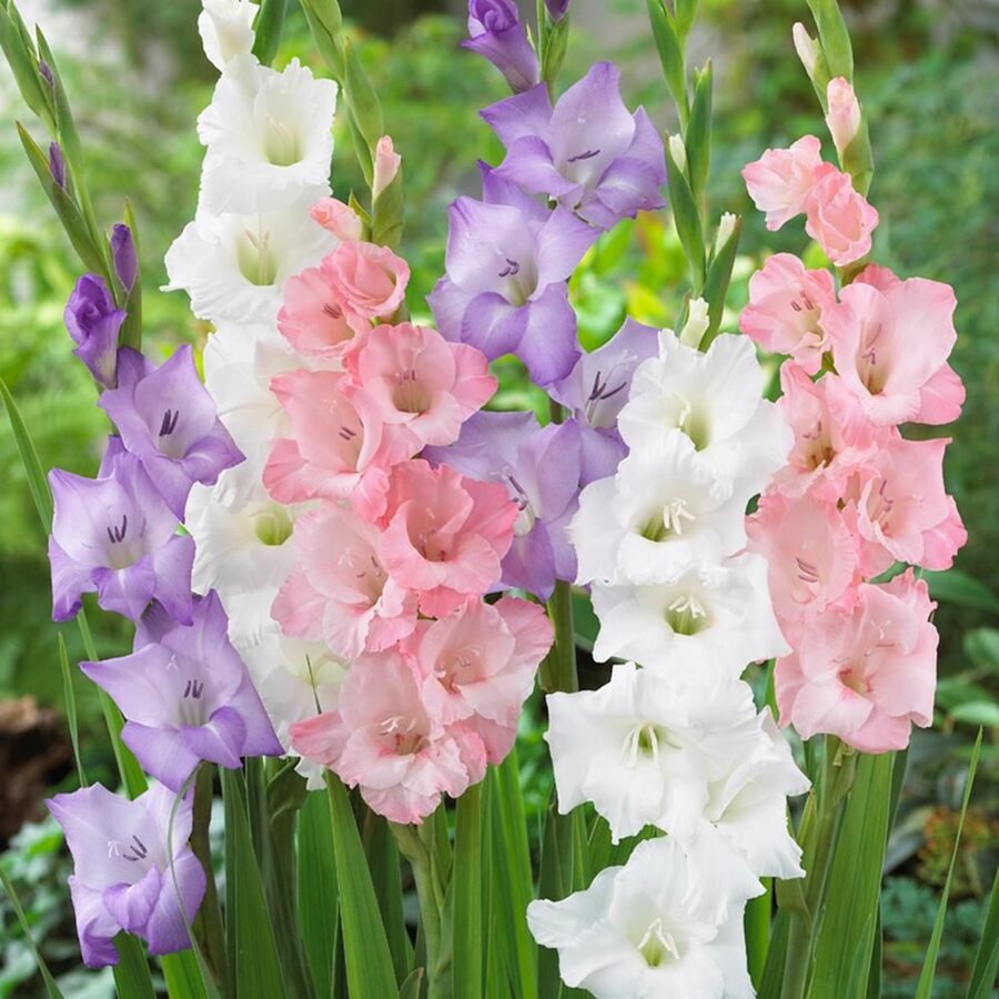 Gladiolus mixed colours