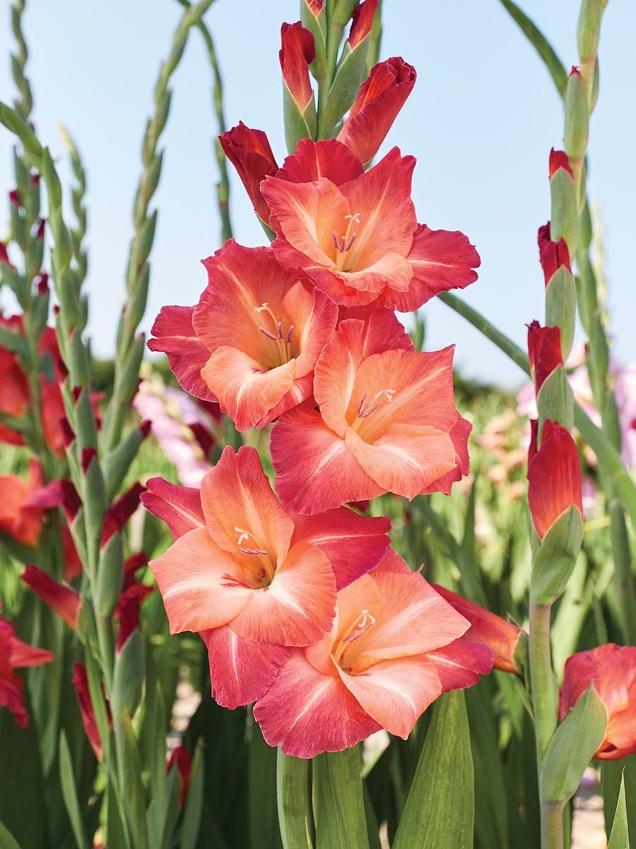 Gladiolus red orange