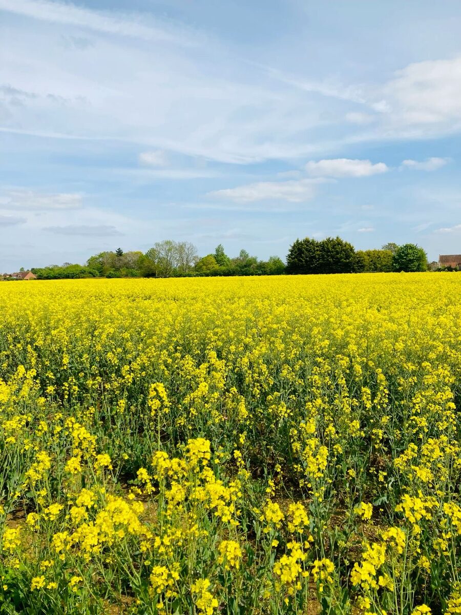 Mustard field in bloom